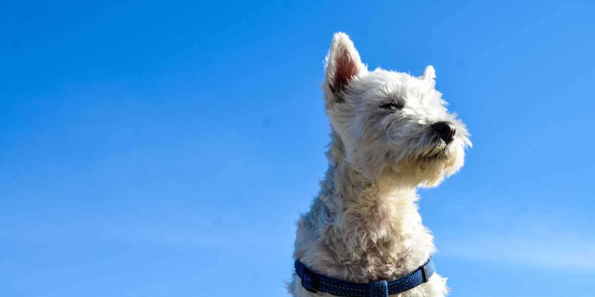 Choosing the Perfect Pooch: A Guide to the Best Dog Breed for You